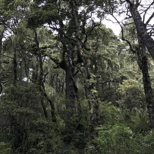 dilarakocak-butan-5