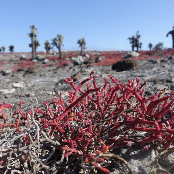 dilarakocak-galapagos-2